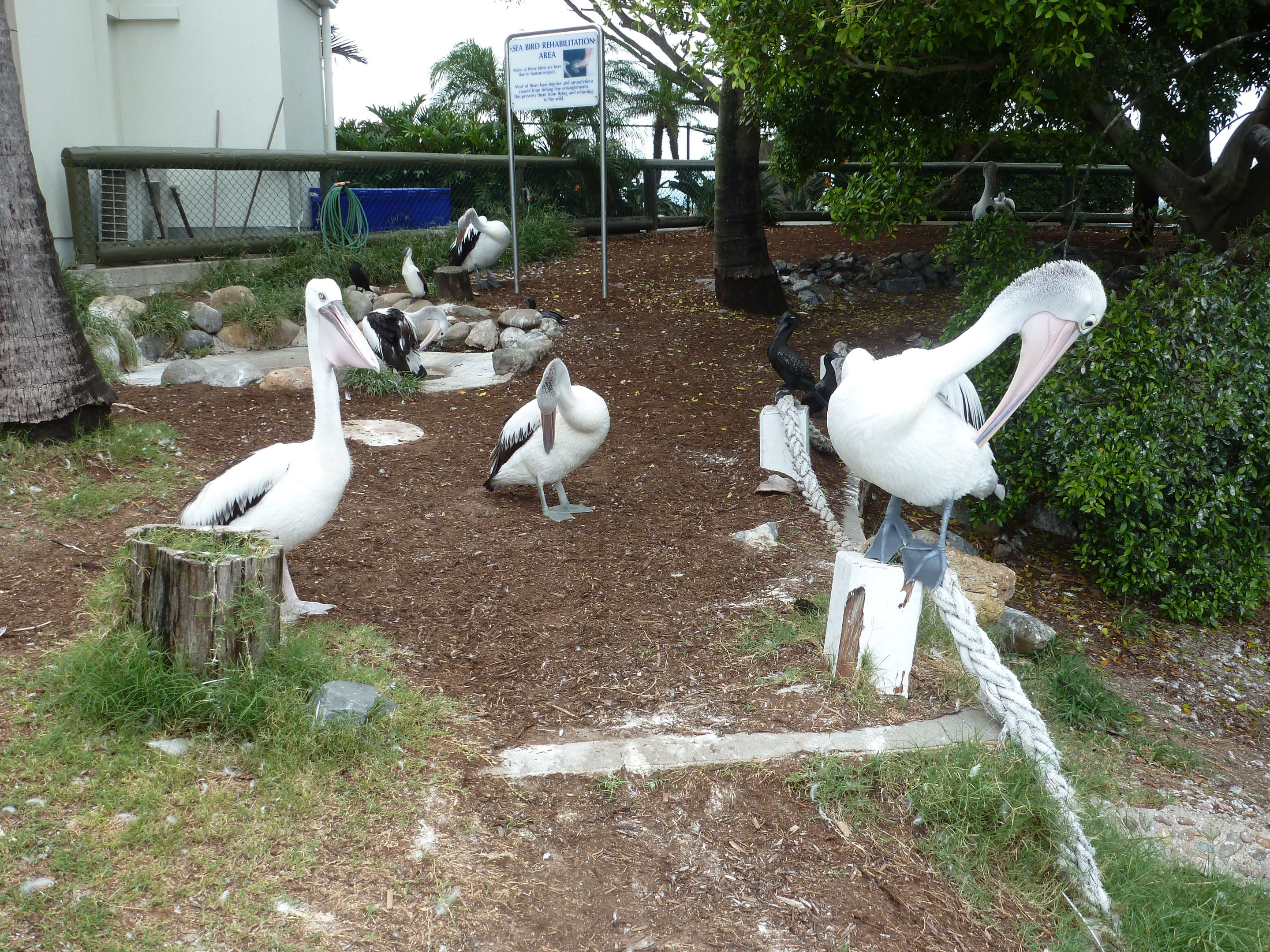 Sea World Gold Coast