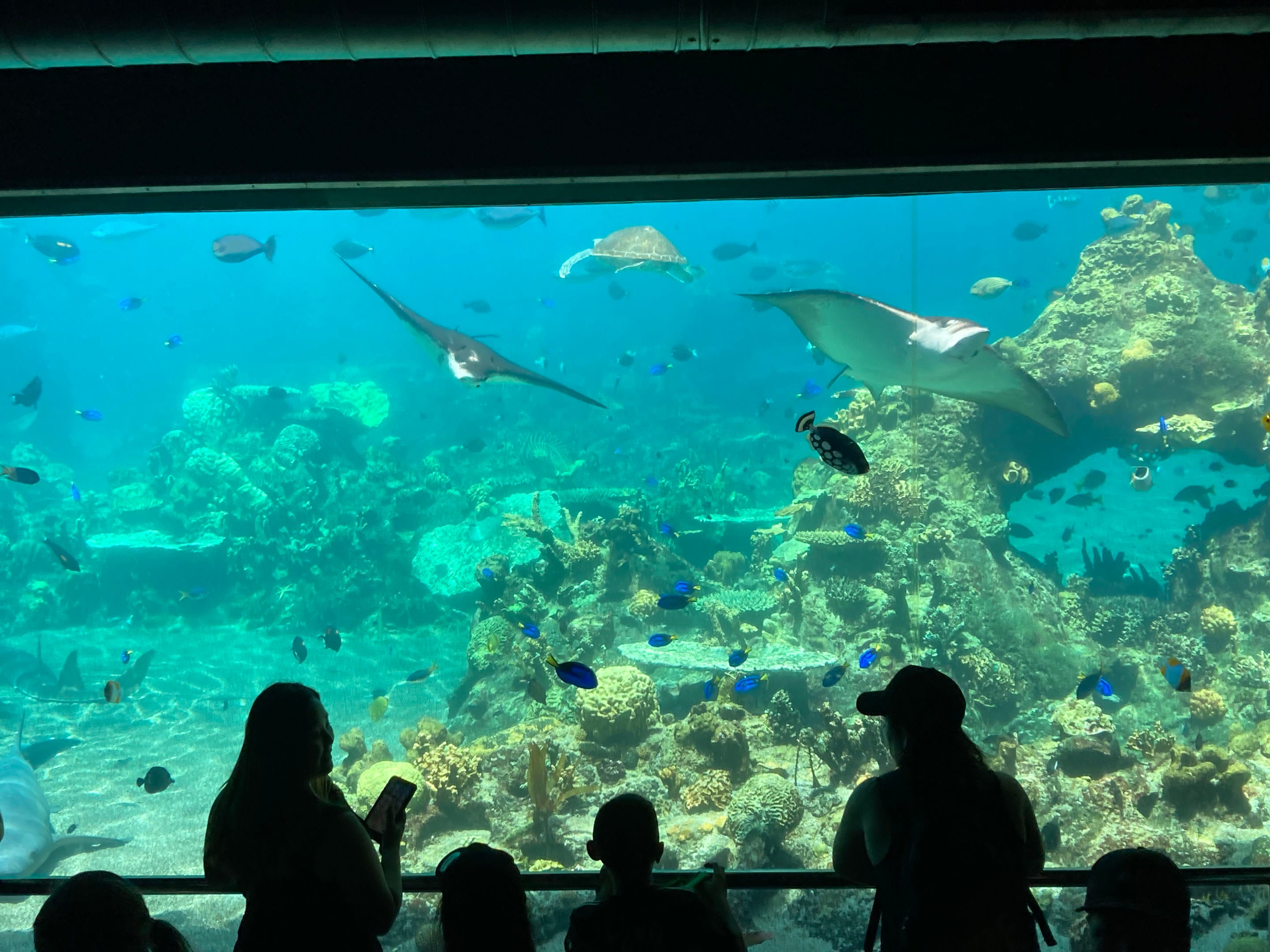 Sea World Gold Coast