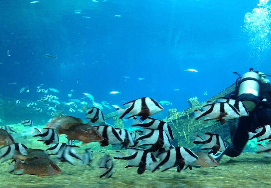Chimelong Ocean Kingdom