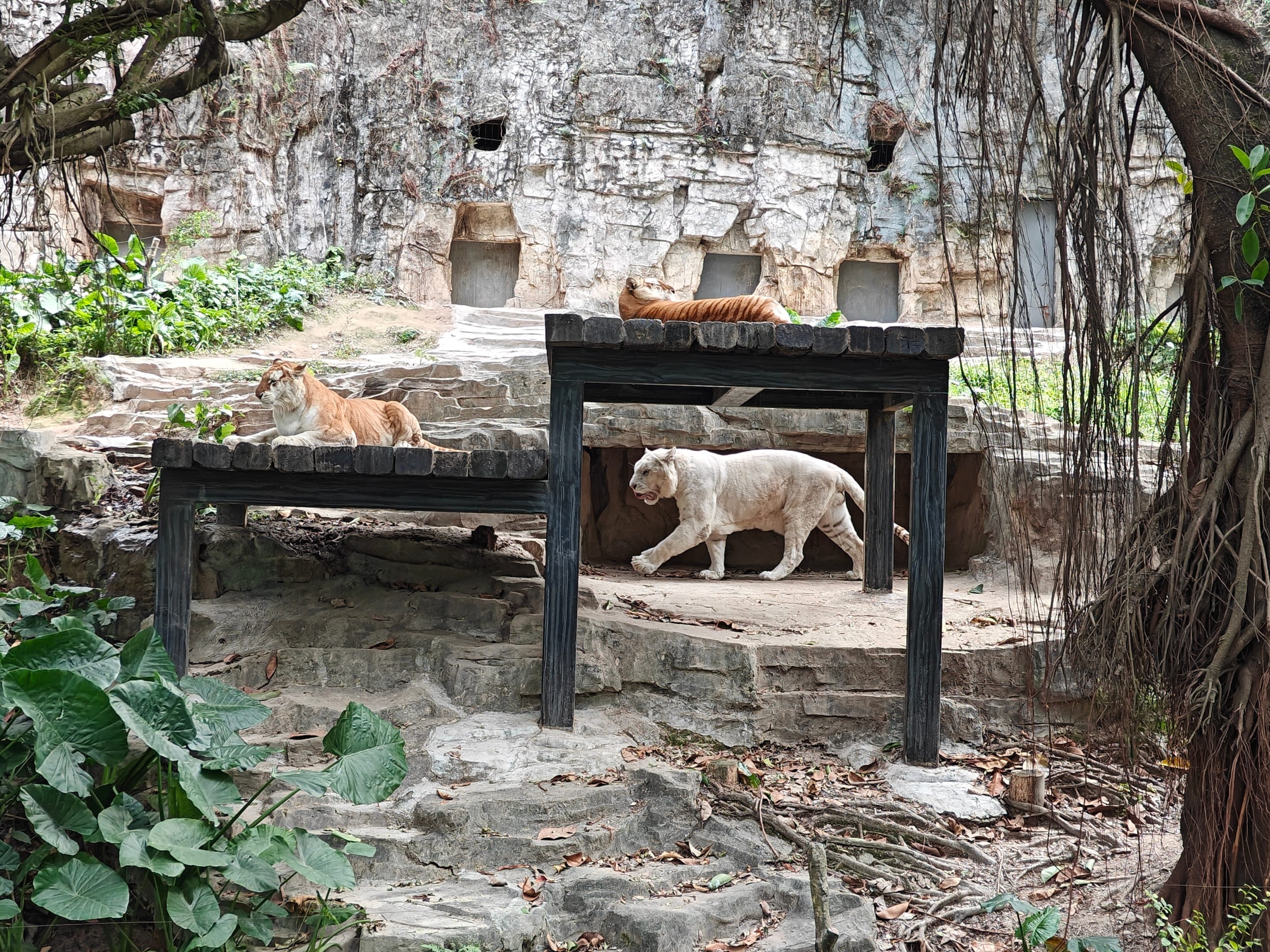 Chimelong Safari Park Guangzhou