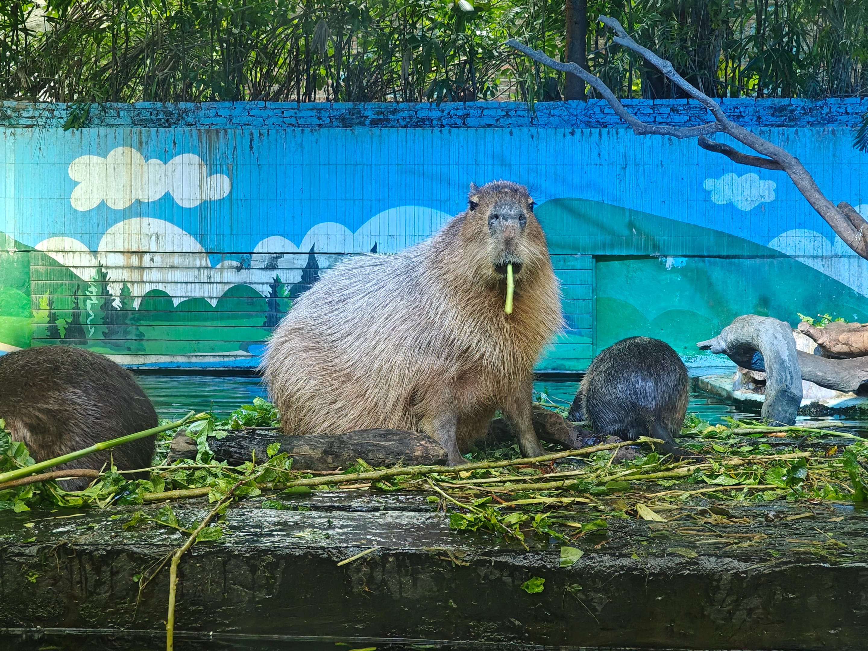 Chimelong Safari Park Guangzhou