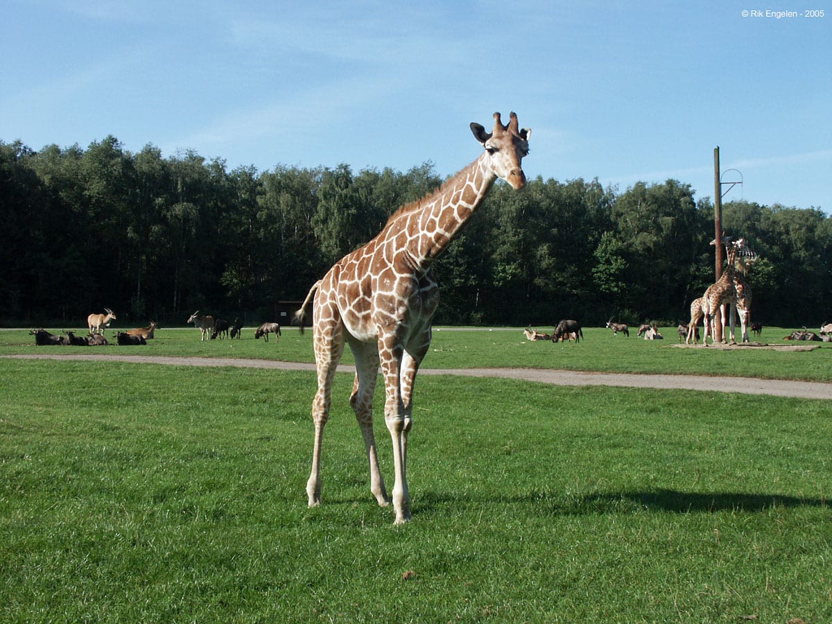 Serengeti-Park Hodenhagen Safari