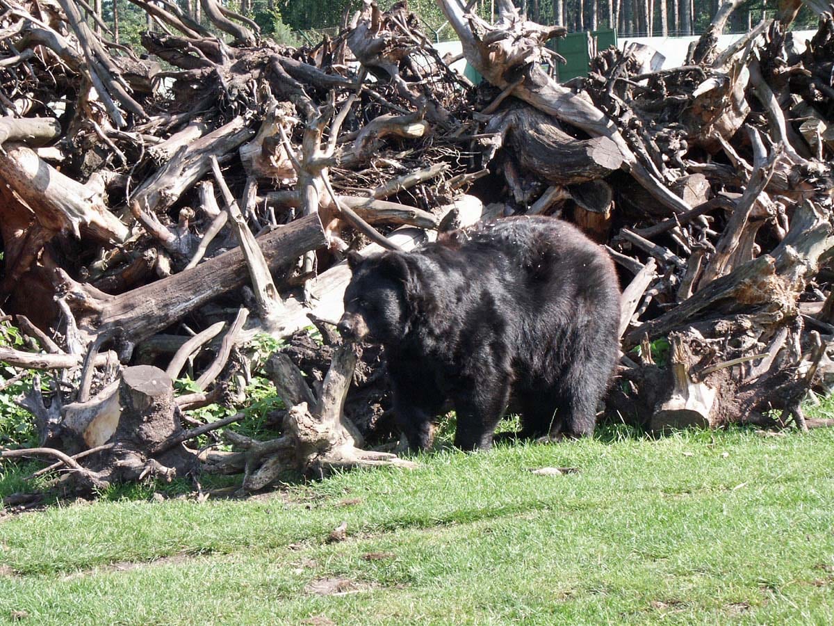 Serengeti-Park Hodenhagen Safari