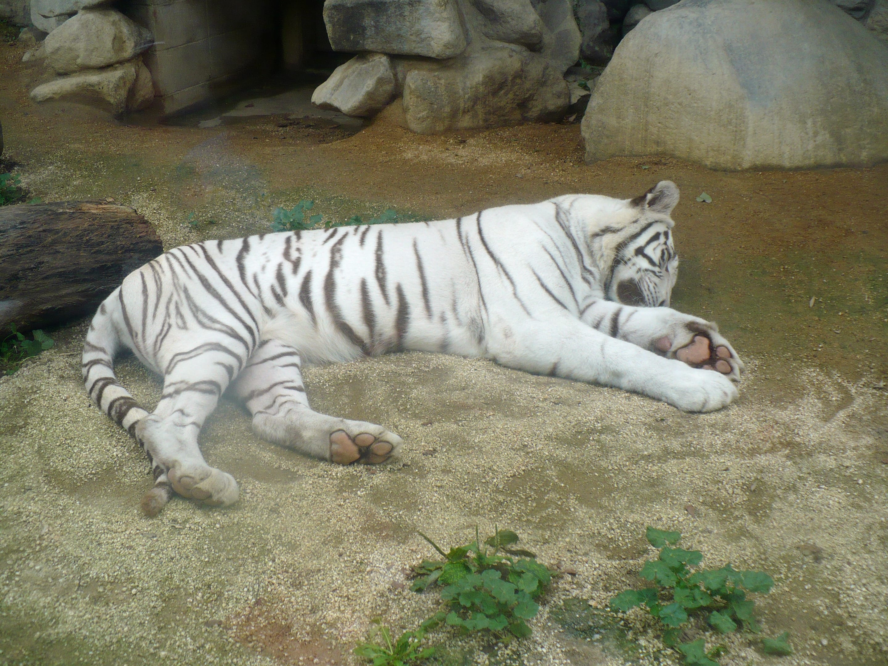 Tobu Zoo