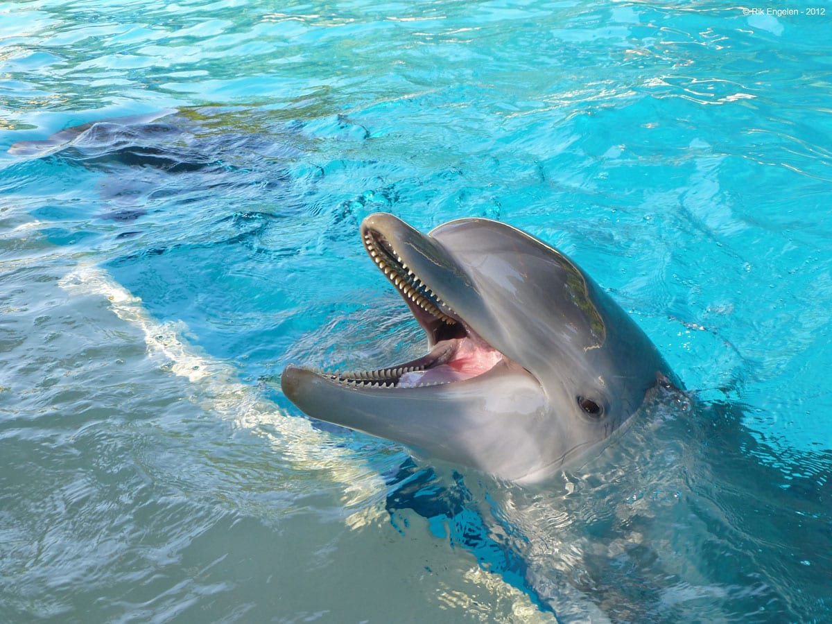 SeaWorld San Diego Aquatica