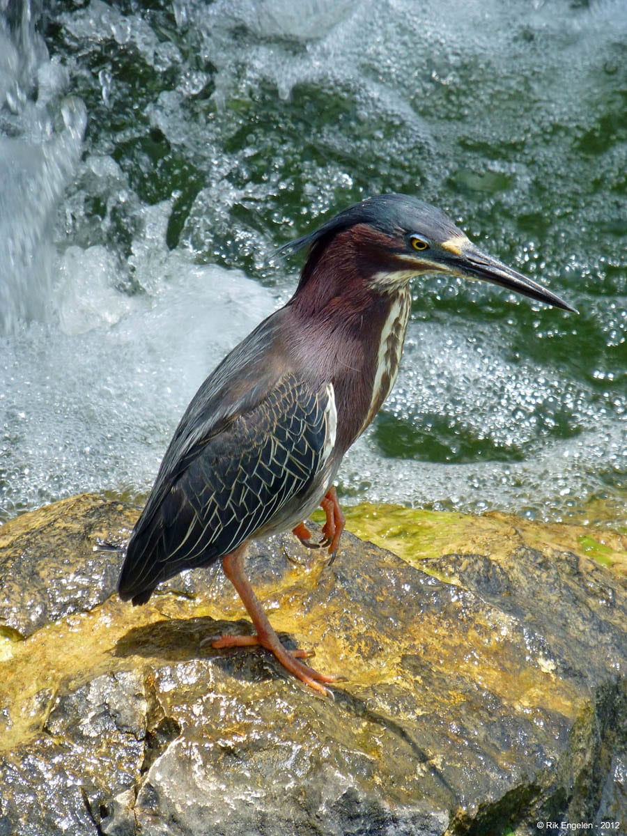 SeaWorld San Diego Aquatica